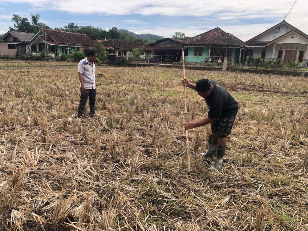 Irigasi Rusak 5 Tahun, Puluhan Hektare Sawah di Sukabumi Terbengkalai