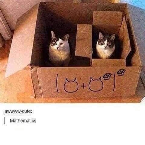 meme kucing tentang matematika (reddit.com/user/butnobodycame123)