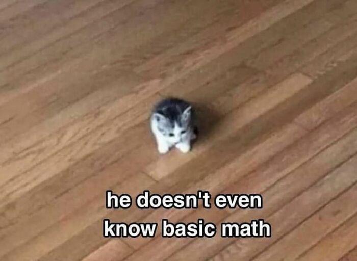 7 Meme Kucing tentang Matematika, Semuanya Membingungkan!