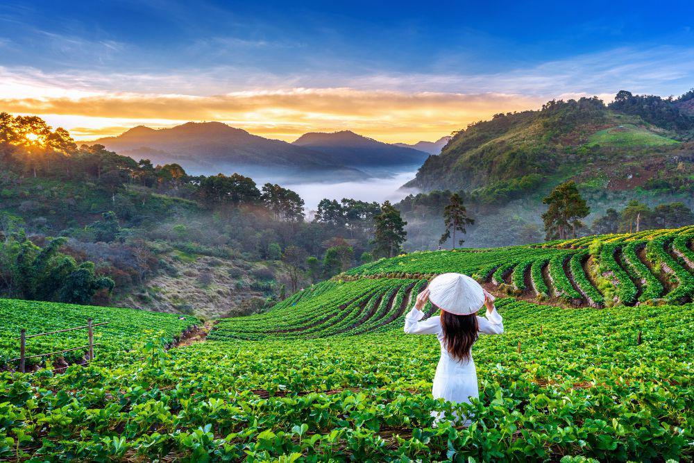 3 Kebun Teh di Semarang dan Sekitarnya, Berburu Senja di Sini