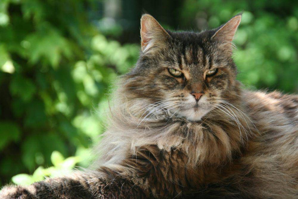 Maine coon (unsplash.com/Bee Felten-Leidel)