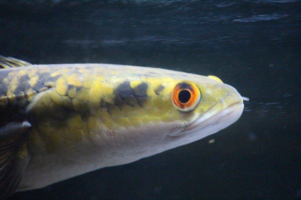 Ikan gabus raja (commons.wikimedia.org/Candramawa99)