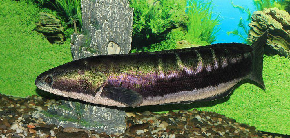 Ikan toman (commons.wikimedia.org/George Chernilevsky)