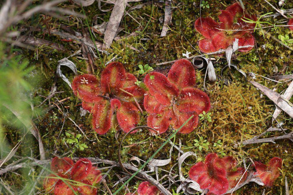 ilustrasi Drosera collina (inaturalist.org/hugo_innes)