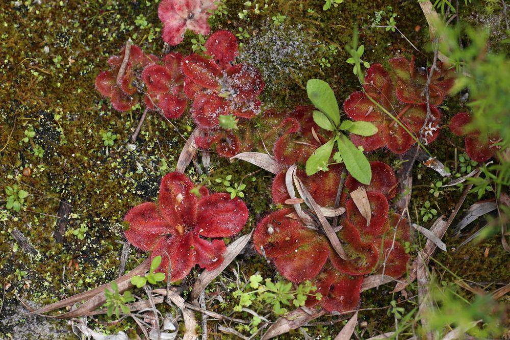 ilustrasi Drosera collina (inaturalist.org/hugo_innes)