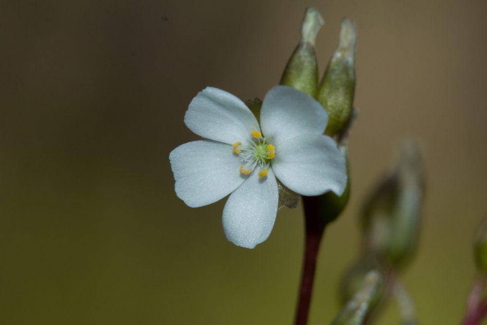 ilustrasi Drosera collina (inaturalist.org/williamdomenge9)