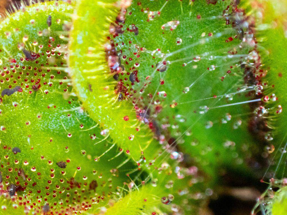 ilustrasi Drosera collina (inaturalist.org/carotelfer)