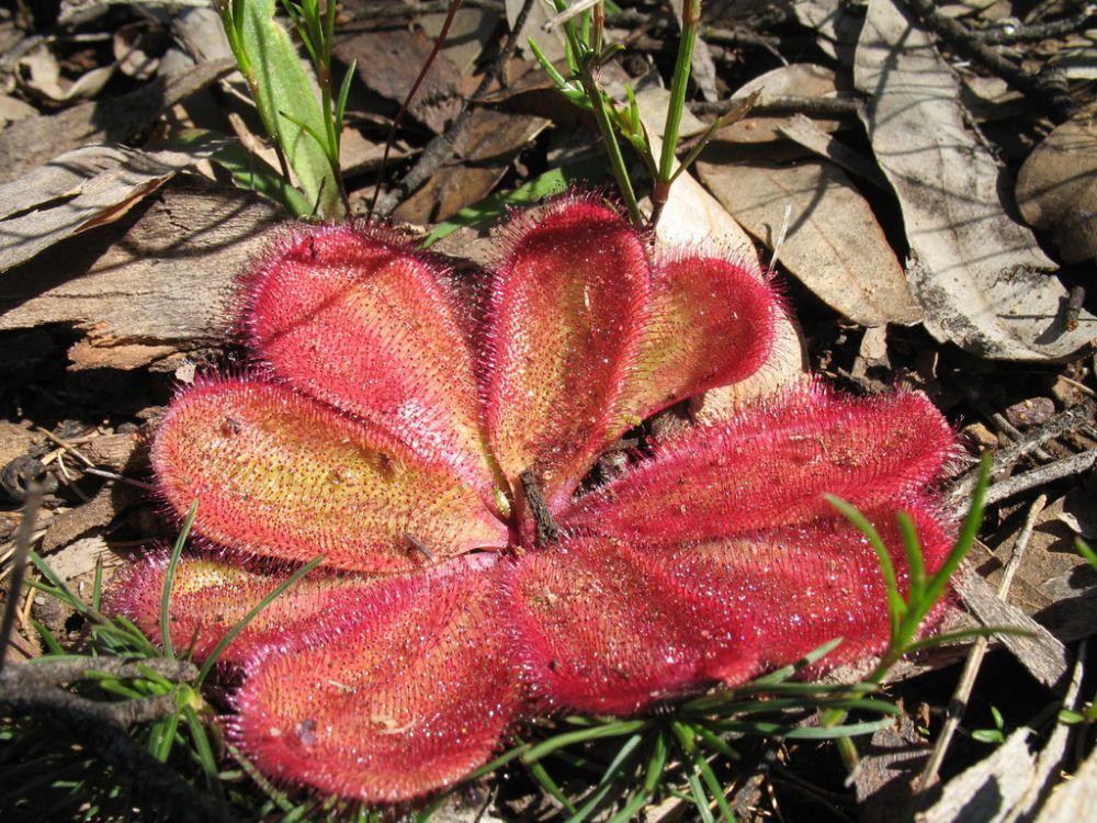 5 Fakta Drosera Collina, Daunnya yang Lebar dan Memukau