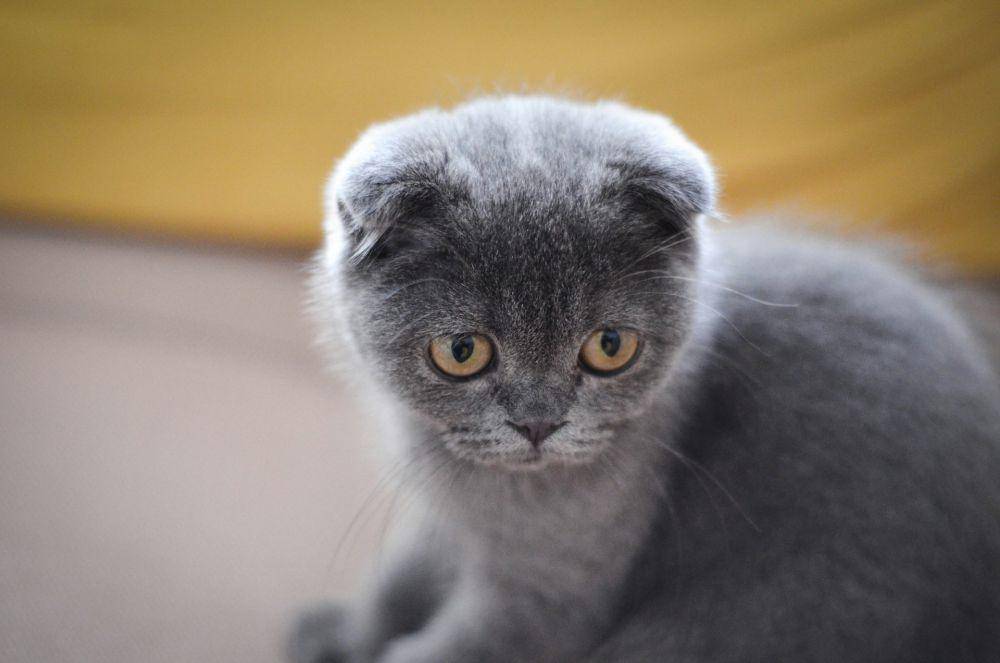 Scottish fold (unsplash.com/Deniz Demirci)