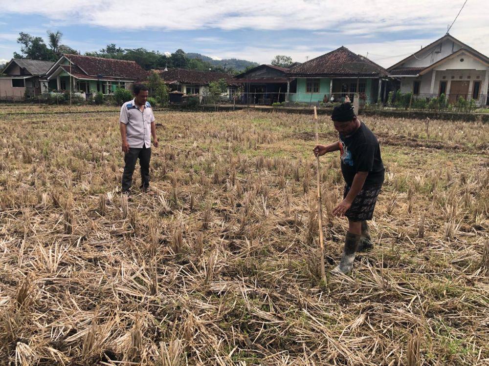 Petani saat menunjukkan lahan sawah yang terbengkalai di Sukabumi (IDN Times/Istimewa)