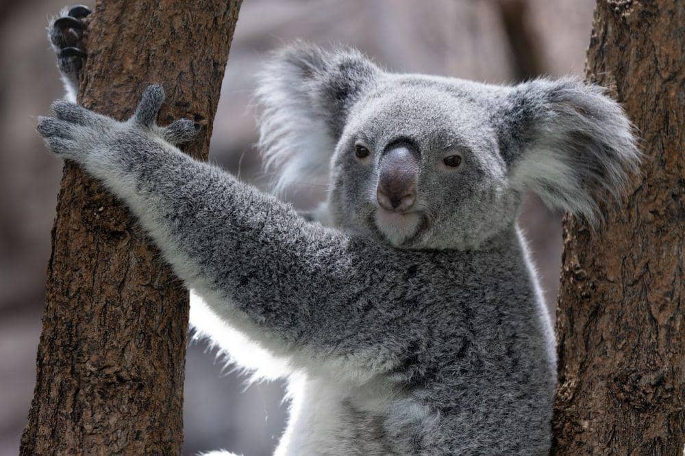 Koala (pixabay.com/dragh)