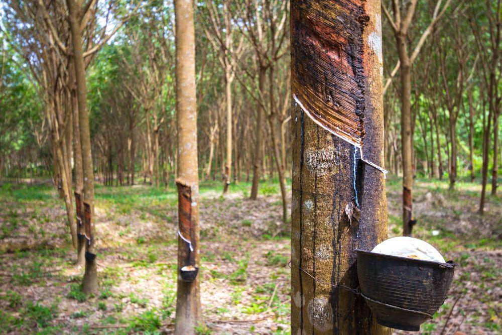 Pohon karet (freepik.com/jcomp)