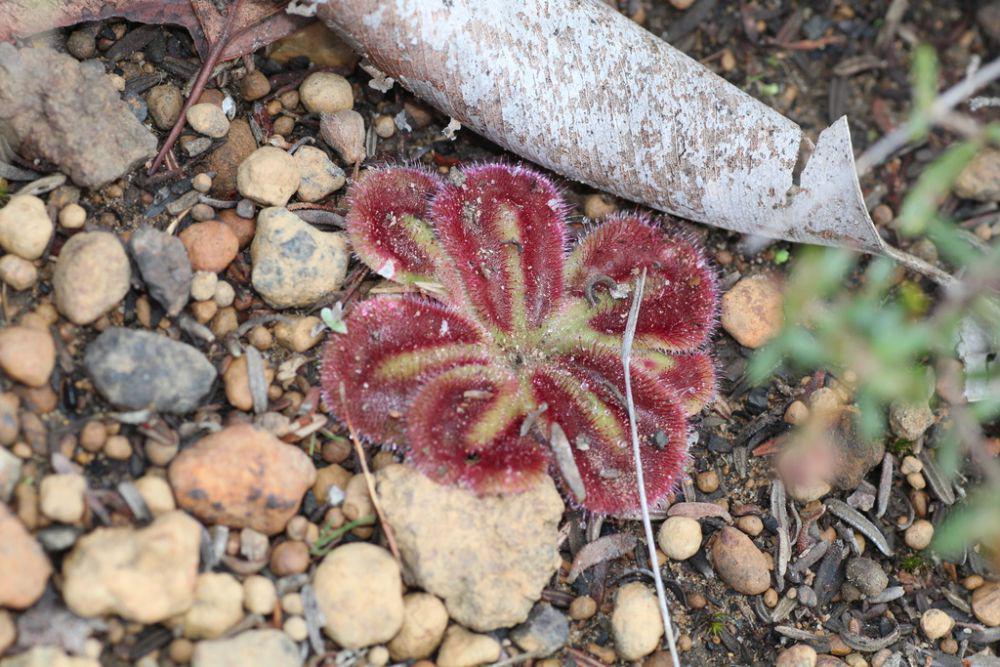 5 Fakta Menarik Drosera Squamosa, Corak Daun yang Estetik