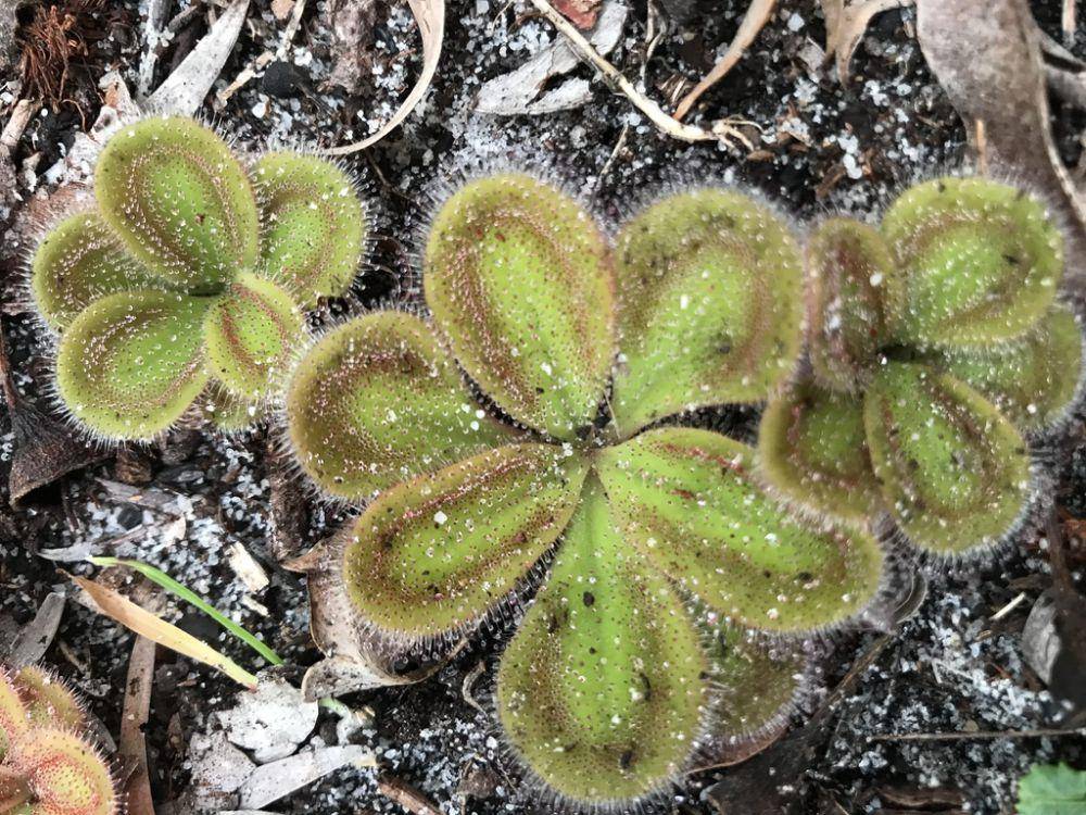 ilustrasi Drosera squamosa (inaturalist.org/swcapes)