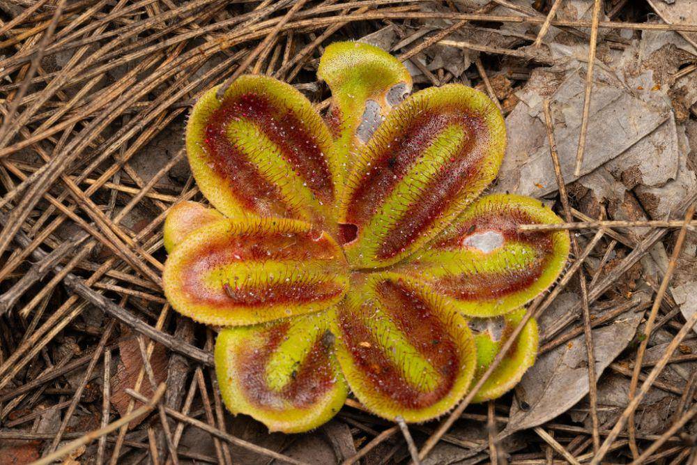 ilustrasi Drosera squamosa (inaturalist.org/jonodashper)