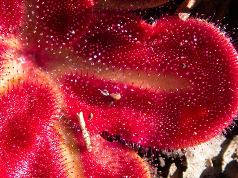 ilustrasi Drosera squamosa (inaturalist.org/carotelfer)