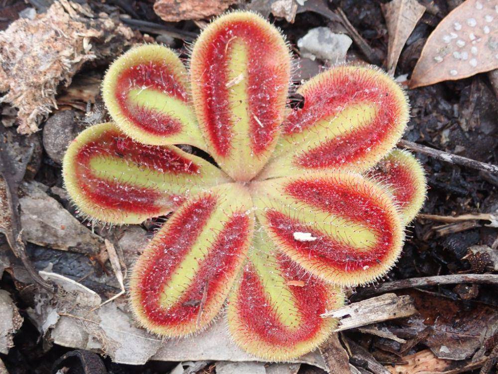 ilustrasi Drosera squamosa (inaturalist.org/ado72)