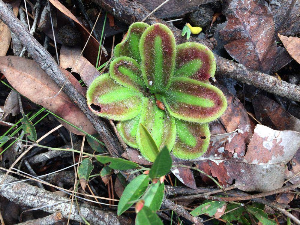 ilustrasi Drosera squamosa (inaturalist.org/manfdot)
