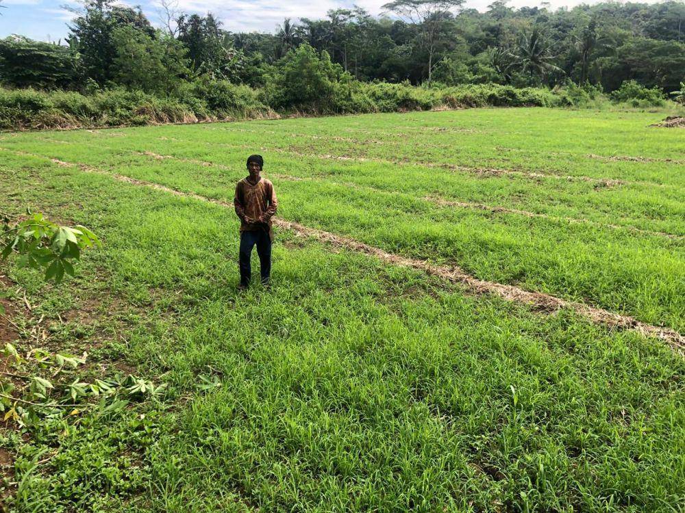 Area pesawahan yang tiba-tiba ditanami rumput liar akibat terbengkalai (IDN Times/Istimewa)