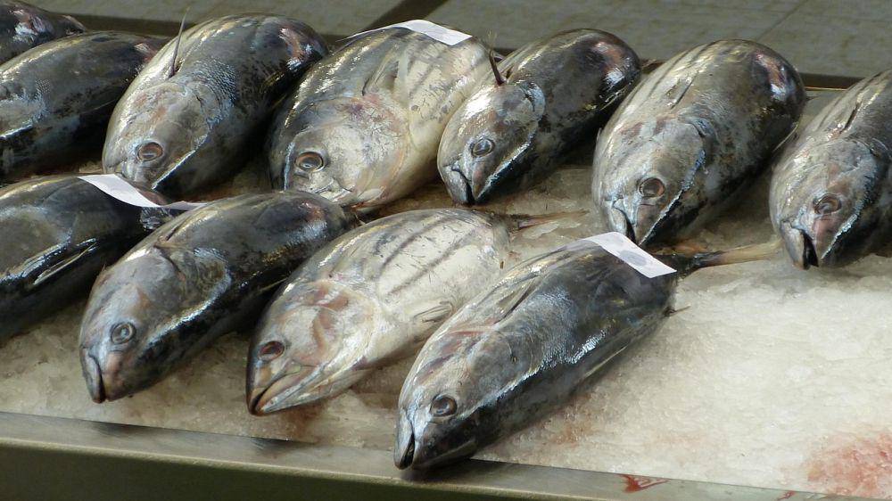 Ikan tuna segar (pixabay.com/Alfred_Koop)