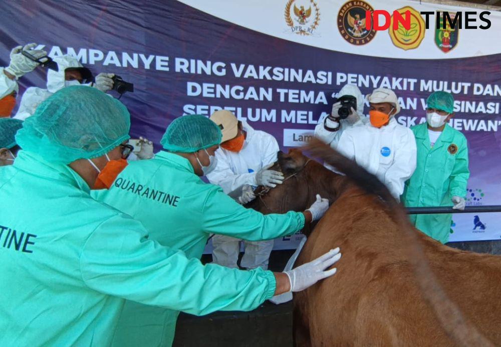 Songsong Idul Adha, 2 Ribu Hewan Ternak Lampung Divaksinasi Ring PMK