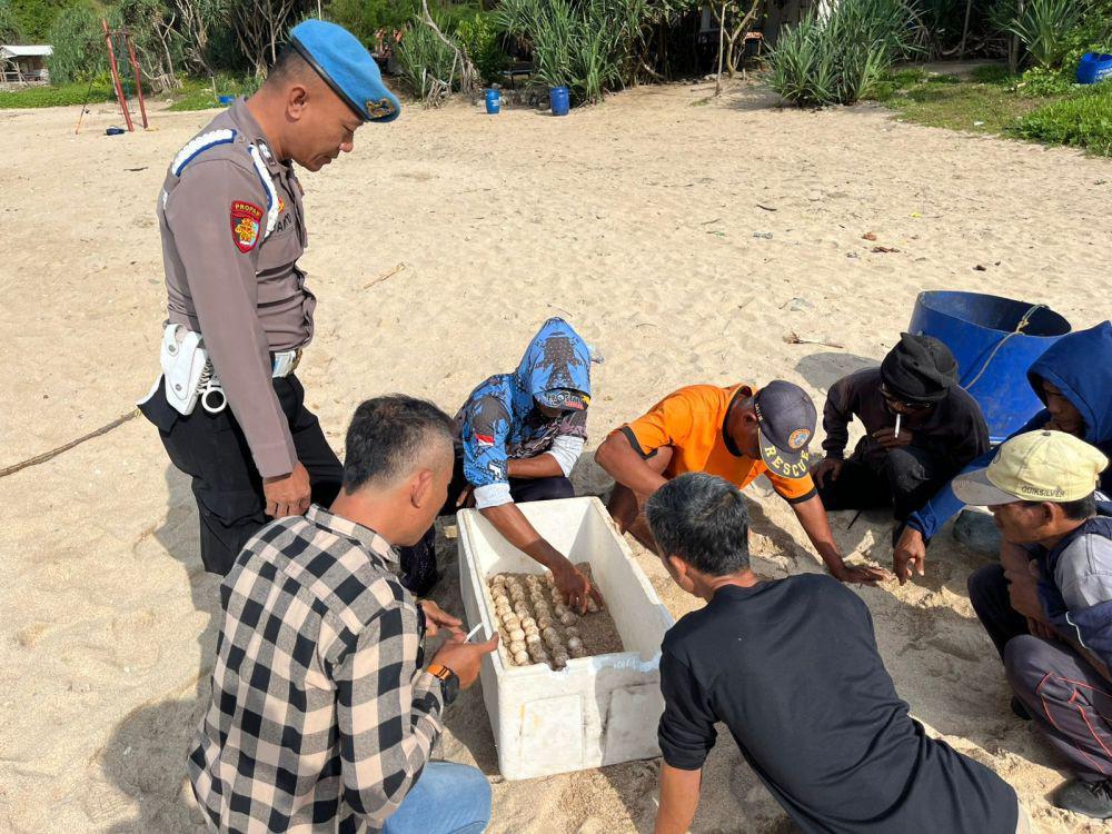 Ratusan Telur Penyu di Pantai Gunungkidul Diamankan ke Penangkaran