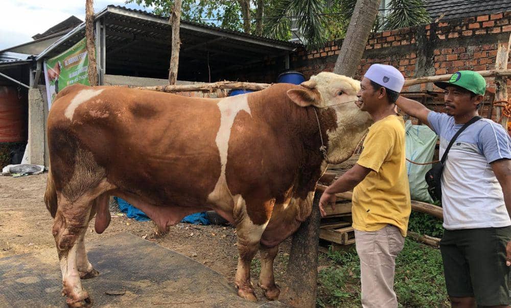 Sapi Kurban Prabowo Bernama Blembo Akan Dipotong di Rusun 24 Ilir