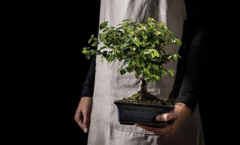 Bukan Cuma Bonsai, Ini 6 Tanaman Mini yang Bisa Dibentuk