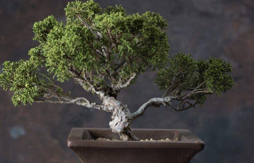 ilustrasi bonsai myrtus (freepik.com/expressiovisual)