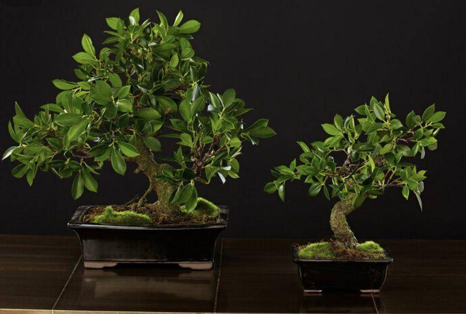 ilustrasi tanaman bonsai (freepik.com/user26780881)