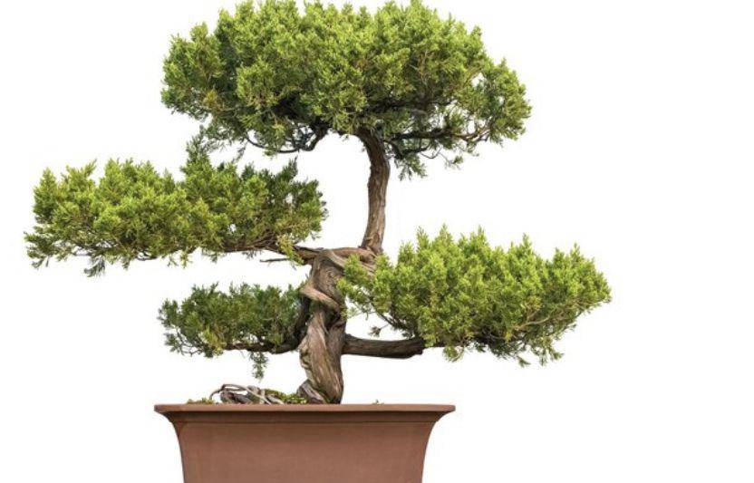 ilustrasi tanaman bonsai (freepik.com/honeypics)
