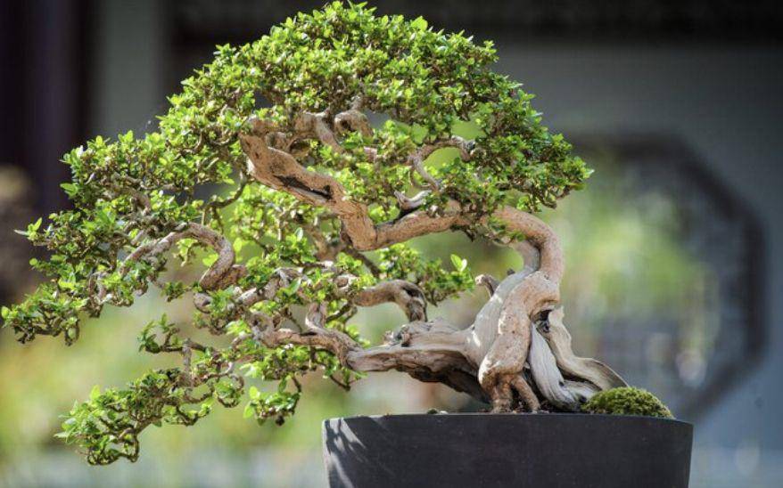 ilustrasi bonsai (freepik.com/EyeEm)