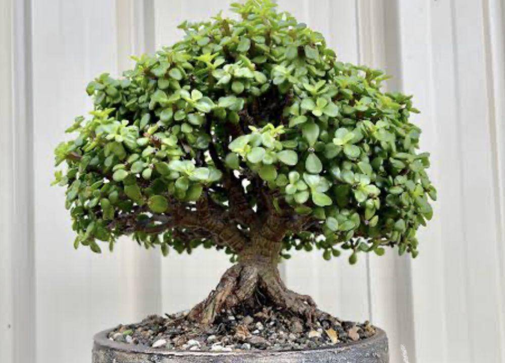 ilustrasi bonsai (reddit.com/bonsai)