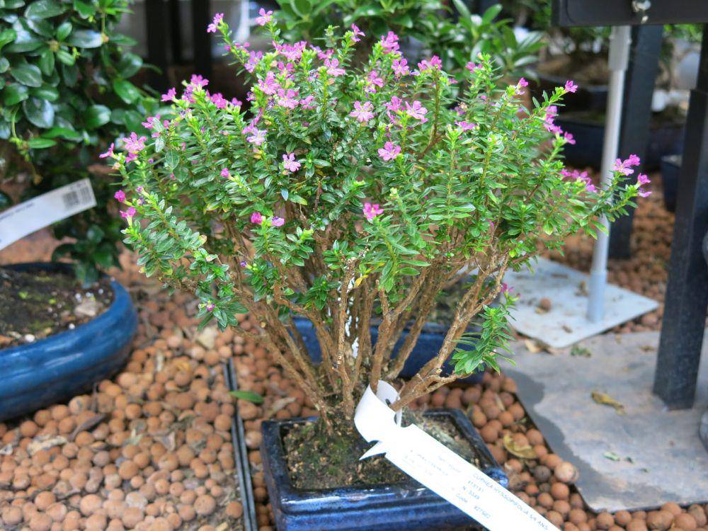 ilustrasi bonsai (wikimedia.com/bonsai)