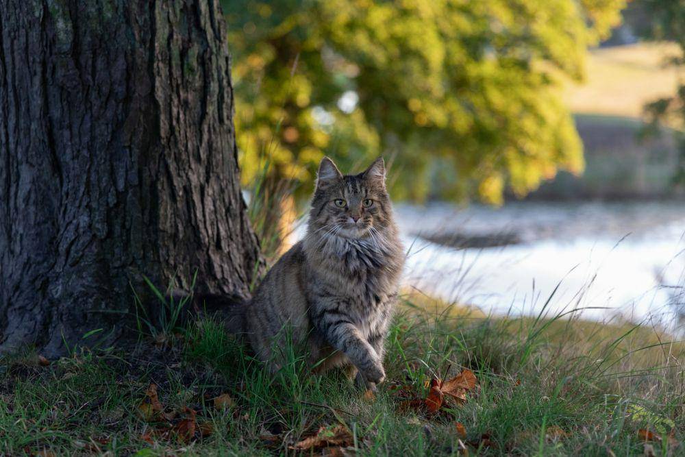 Norwegian forest cat (unsplash.com/Maarten Zuidhoorn)