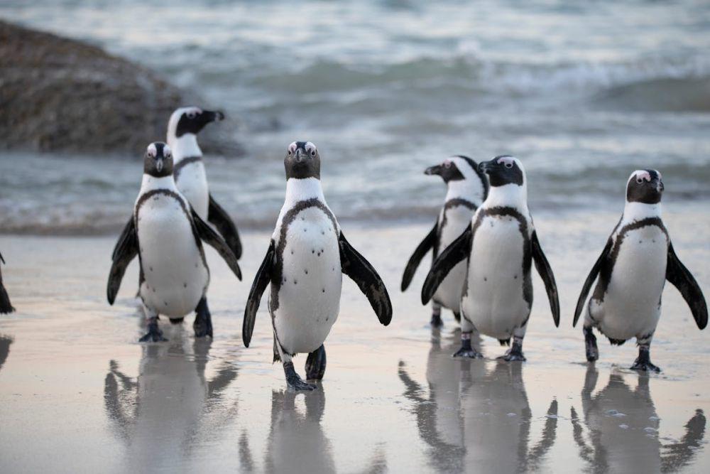 ilustrasi penguin di Antartika (pexels.com/David Dibert)