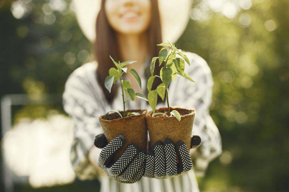 ilustrasi berkebun (pexels.com/gustavo-fring)
