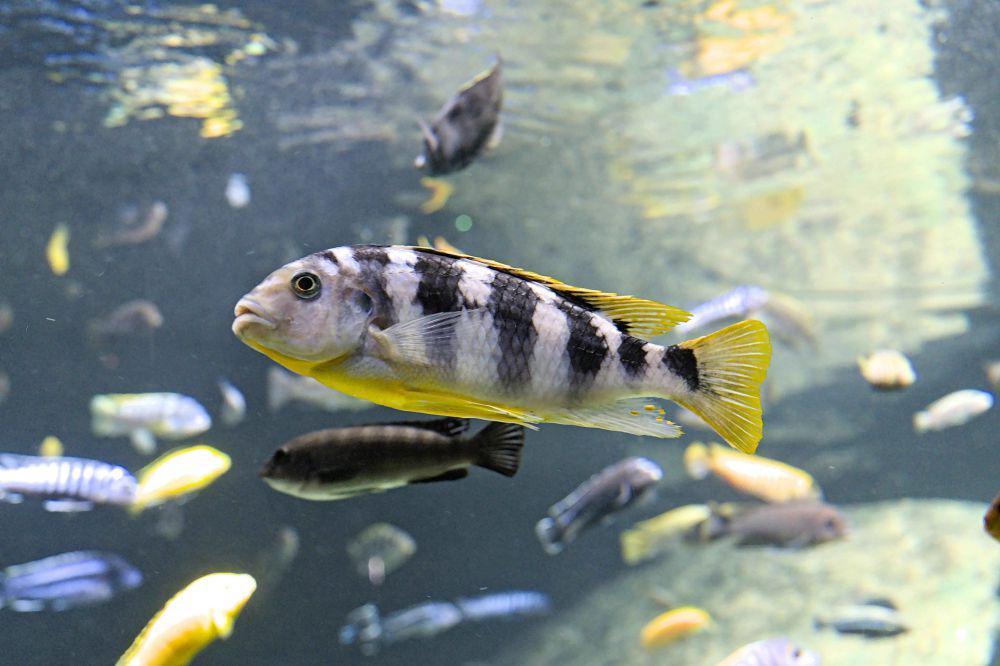 4 Fakta Ikan Bisa Merasakan Rasa Sakit, Gak Cuma Manusia Saja!