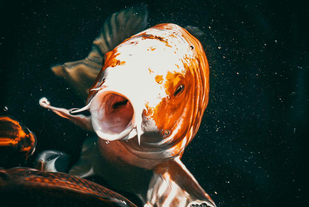 Ilustrasi ikan (pexels.com/Saeed Khokhar)