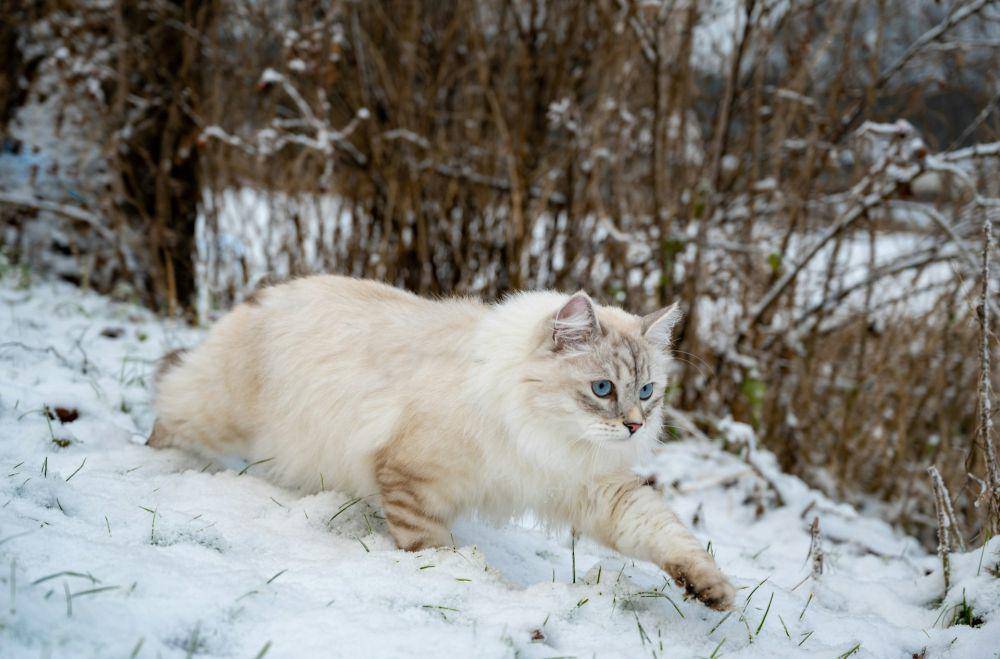 Siberian cat (unsplash.com/Piotr Musioł)