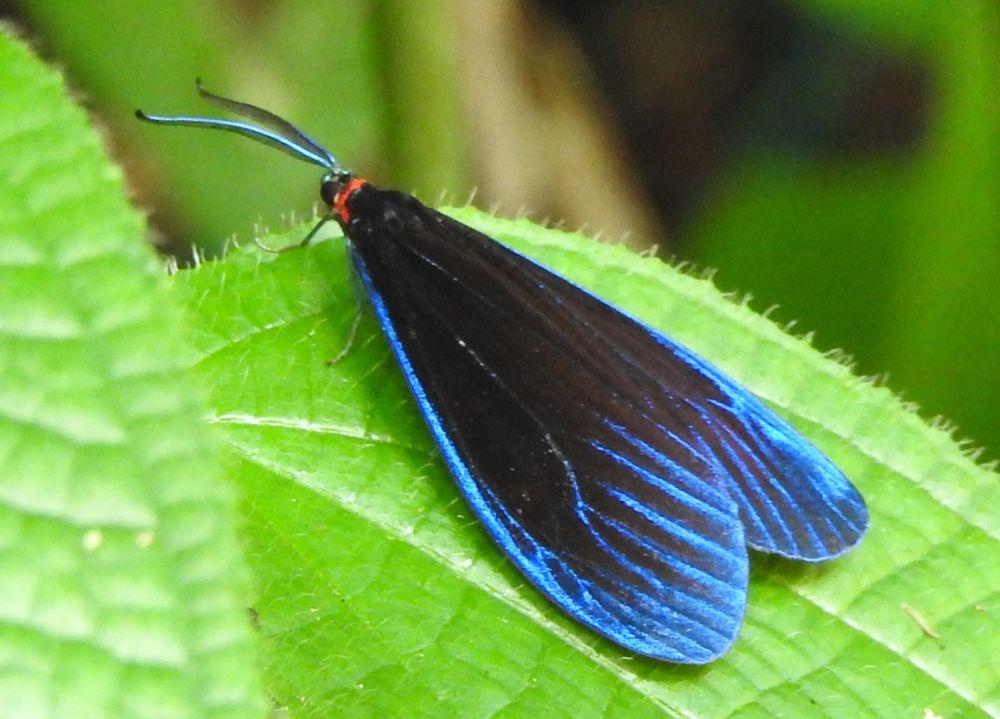5 Fakta Pompelon Marginata, Ngengat dengan Sayap Biru yang Cantik