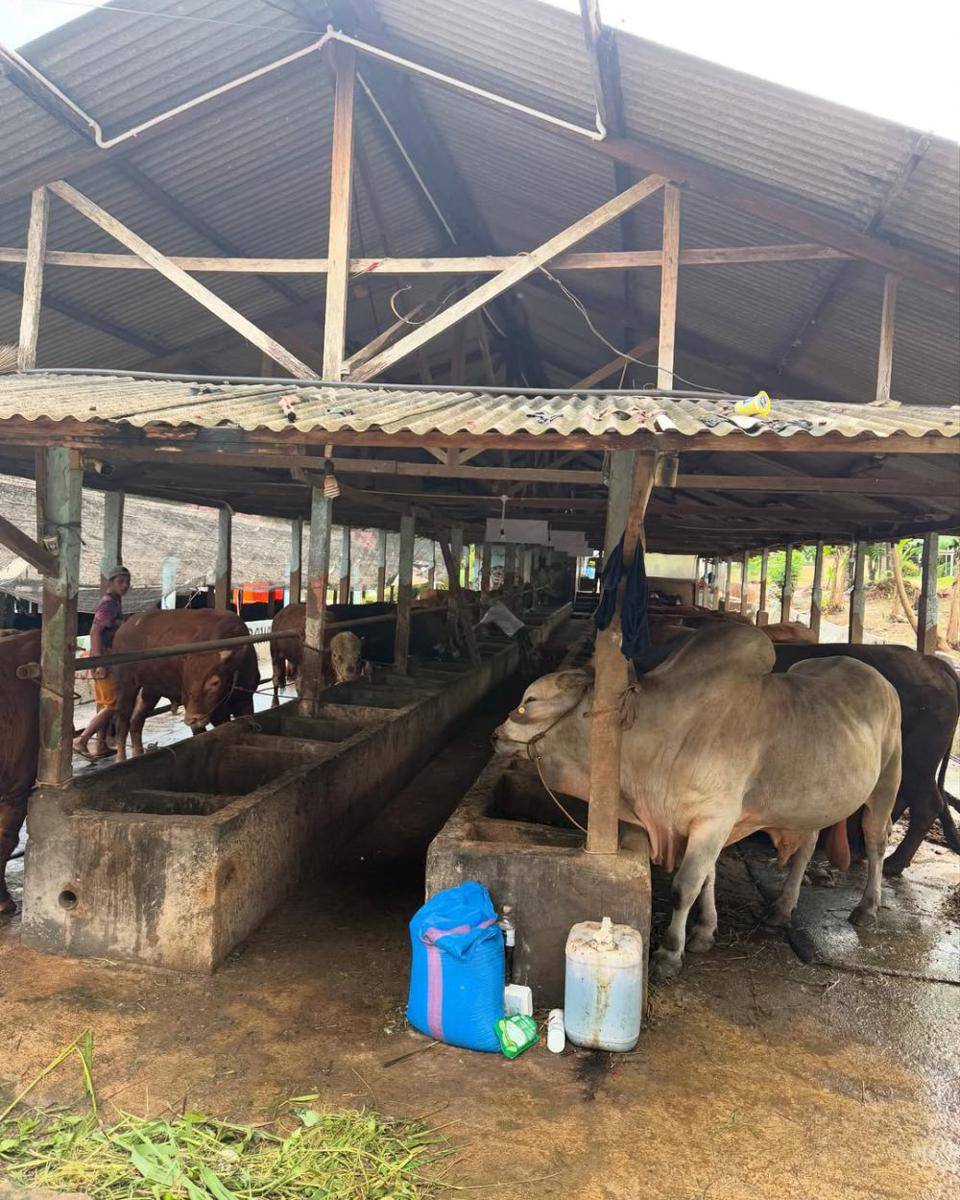 potret sapi yang dihibahkan Ria Ricis (instagram.com/riaricis1795)