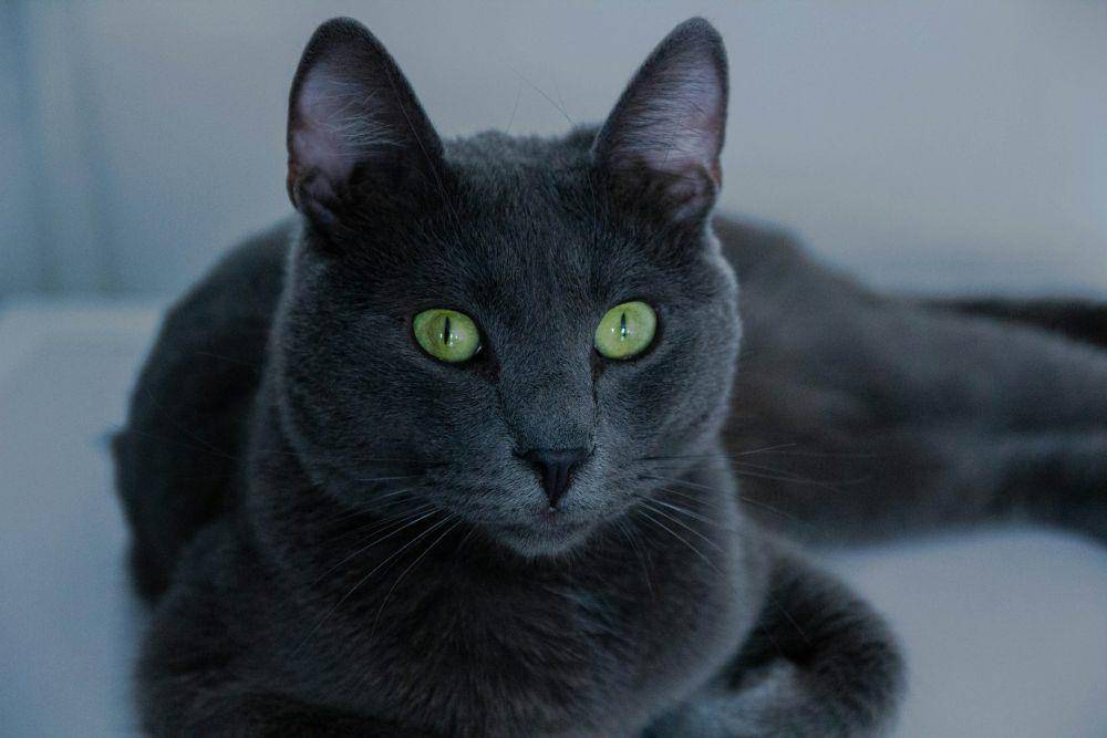 Russian blue cat (unsplash.com/Simion Andreea-Marina)
