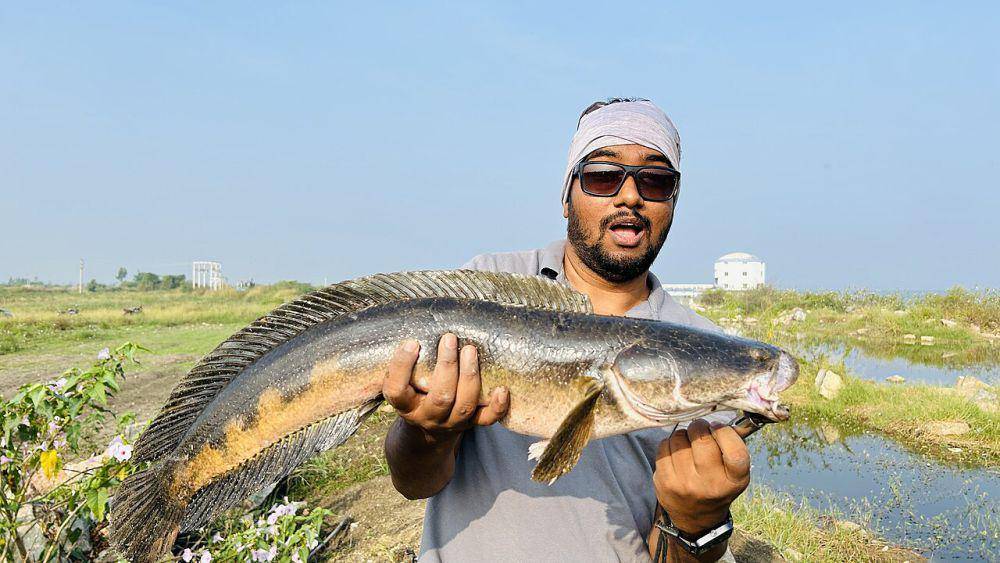 Ikan gabus (commons.wikimedia.org/Srikanthadventures)