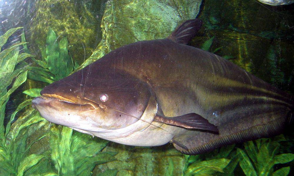 Ikan tapah (commons.wikimedia.org/Ginkgo100)