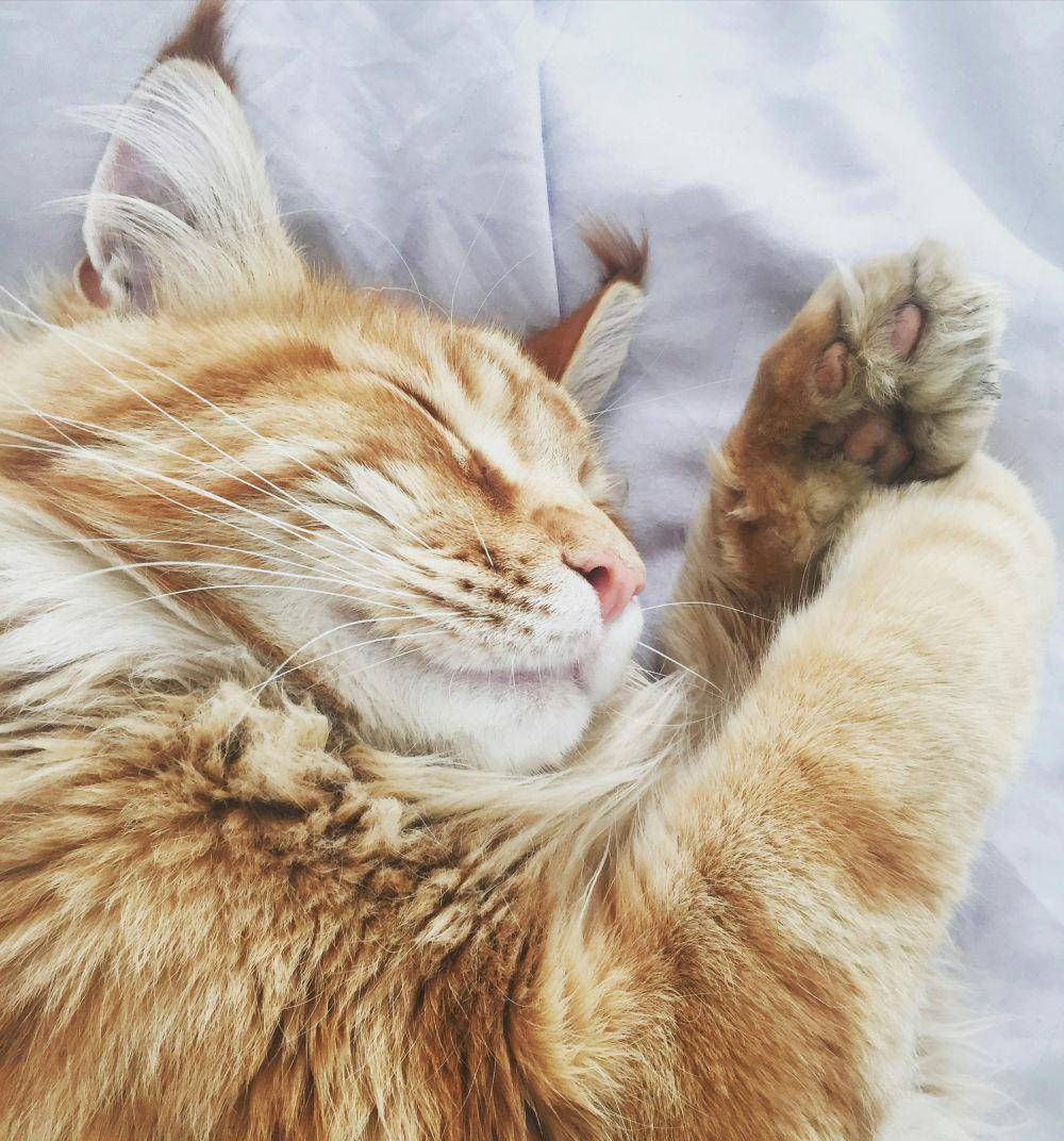 ilustrasi kucing tidur (pexels.com/Chrissy)