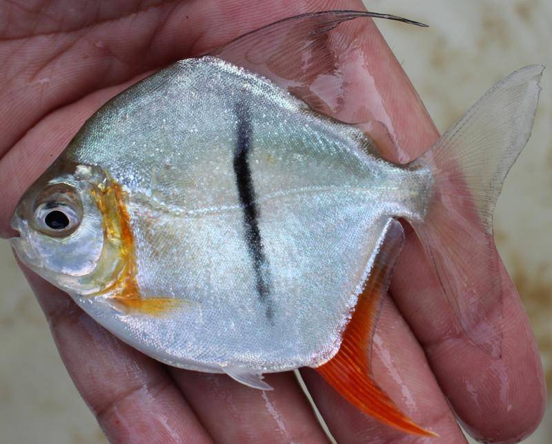 Ilustrasi ikan pacu mata sauron dari Amazon (lemonde.fr)