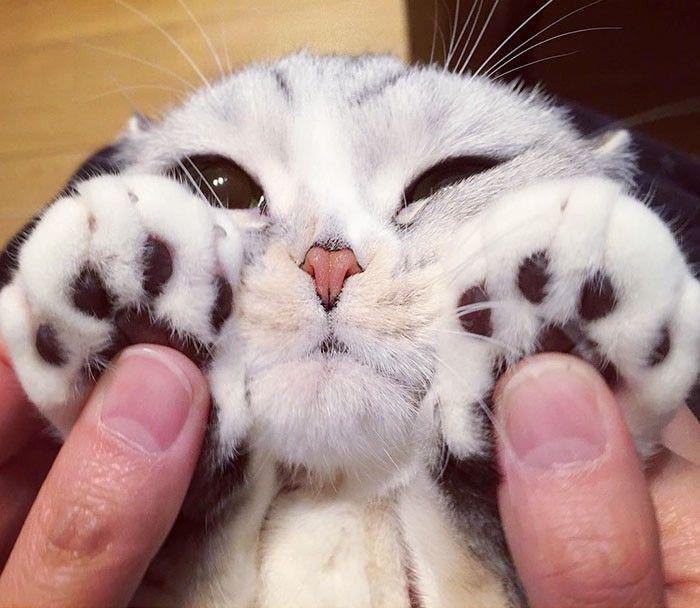 http://cdn.idntimes.com/content-images/community/2017/04/adorable-big-eyed-hana-kitty-101-fcb6a689a34be1eac4c67c2212279685.jpg