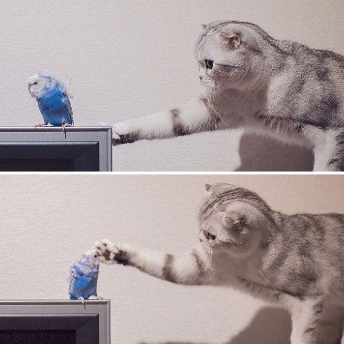 http://cdn.idntimes.com/content-images/community/2017/04/adorable-big-eyed-hana-kitty-102-1-089162d885314becffb17389abcc3064.jpg