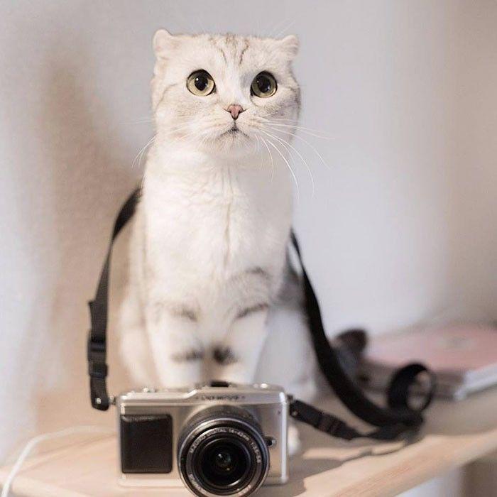 http://cdn.idntimes.com/content-images/community/2017/04/adorable-big-eyed-hana-kitty-103-58e201850df4e-700-8e9c8af610a06a4a19c074fcb35f4536.jpg